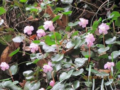 賑やかなイワウチワ