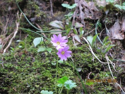 イワザクラも咲き始めて