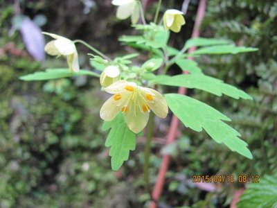 IMG_6718.JPG (400.93 KiB) 閲覧された回数 7511 回 キバナサバノオ