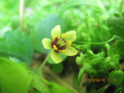 IMG_6737.JPG (384.41 KiB) 閲覧された回数 7511 回 サンイン(ソコベニ)シロカネソウ