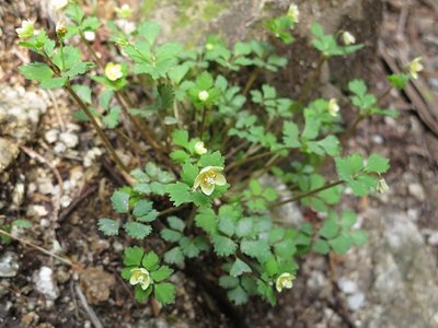 タカハタ谷で　東国？