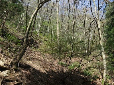 タカハタ谷　新緑