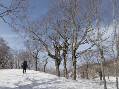 帰雲山山頂付近のブナ林