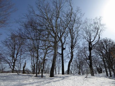 素晴らしいブナ林が続く