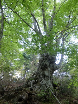 巡視路のブナの老巨木