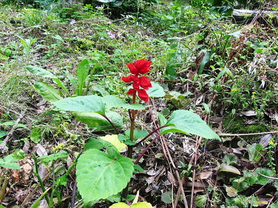 ● さりげなく咲く赤い花、雑草中に凛っとネ、ダレかさんに似る傘さして歩く季節だね、（＾＾）