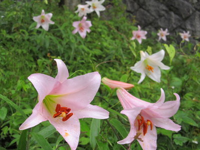 濃いの薄いの色々だね。