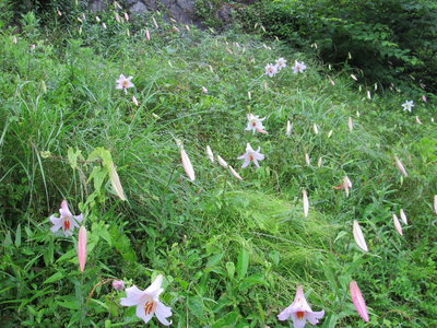 IMG_3081.JPG (426.65 KiB) 閲覧された回数 11564 回 こんなに増える所も有るよ