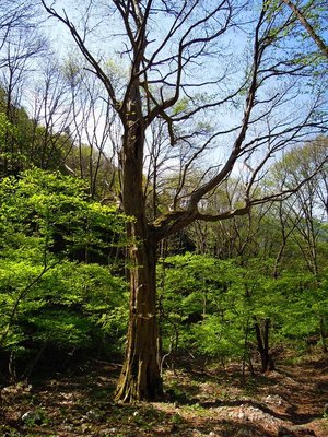 口ワサビ谷のシオジ大木。<br />奥山谷には何本もシオジの大木があるけど、この口ワサビ谷のシオジが最大なのです。