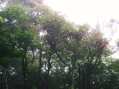 ● 紅ドウダンも背が高くなりました、花は幾つもつながって咲くんだネ