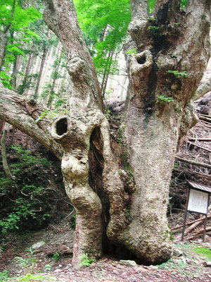 ● でかいよトチノキ、植林中で守り神かな