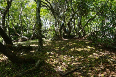 タイジョウ山頂