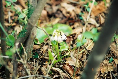 1999年5月9日に見た、カクレグラ山頂付近のイワカガミ白花