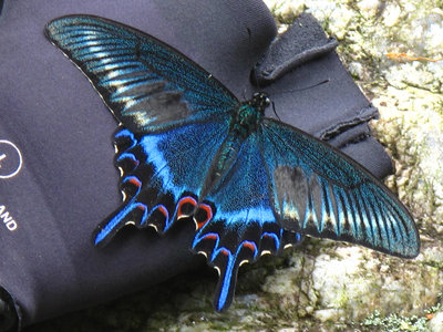 IMG_8757.jpg (467.93 KiB) 閲覧された回数 7214 回 私の汗を吸うミヤマカラスアゲハ