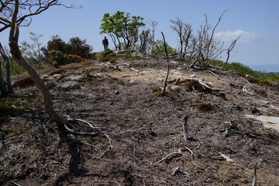 まるで焼け跡ですね。