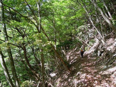 新緑の木漏れ日道を行く（摂津道）。