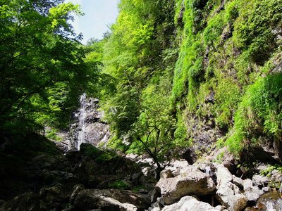 新緑に包まれたサスケ滝。