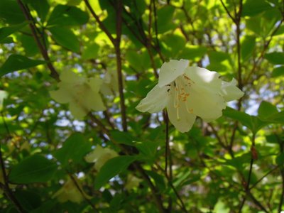 スコシダケシロヤシオ。<br />蜜標が紅色だった。