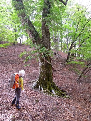 奥ノ平の大ブナ。