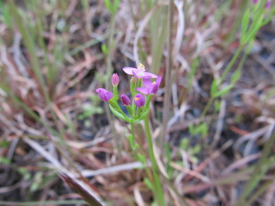 IMG_3136.JPG (181.18 KiB) 閲覧された回数 6738 回 このはななにかなぁ~?