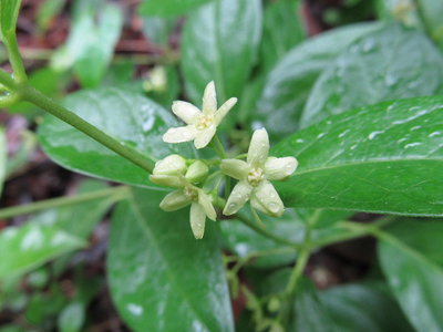 IMG_3134.JPG (180.11 KiB) 閲覧された回数 6734 回 何の花かな?2