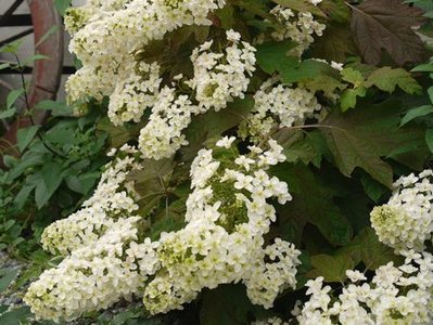 ２００６年に阿曽で買った柏葉アジサイ