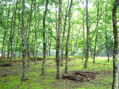 ２０１１年阿曽