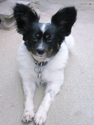 終活の愛棒アワビです、準備待ってるワン