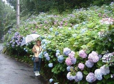 ２００６年阿曽のアジサイ