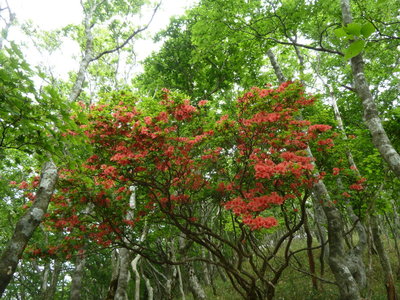 南尾根に残っていたツツジ