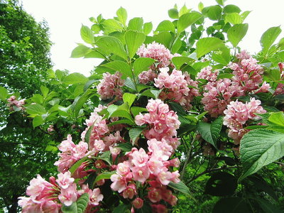 最近は花にも興味がでてます