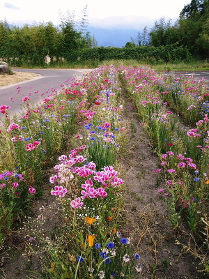 花咲く温泉でグッドラック