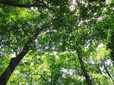 見上げればミドリのモミジ、フレッシュ酸素
