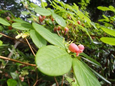 これも紅なのかな？