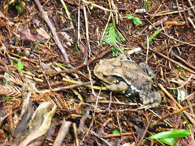 ● ガマガエル、コレ子に逢うのも珍しくなりました