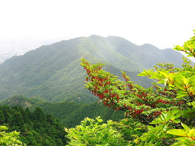 ●　紅ドウダン花房は幾つもぶら下がるんだ