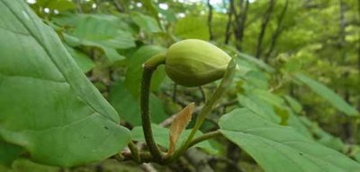 オオヤマレンゲは蕾固し～♪