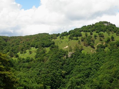 ２００７年ほどではないけど、結構食害されています。<br />右のピークが奥峰。<br />茶色くみえるのが、ブナハバチによるブナの食害です。