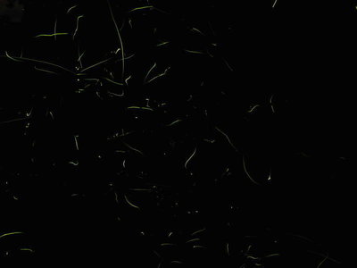 ホ！ホ！ほたる恋(=^^=)