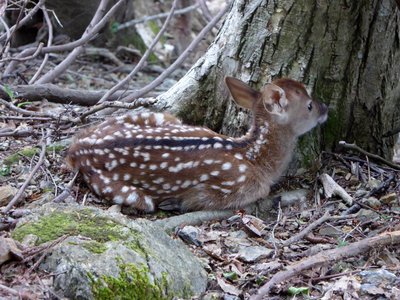 P774からの下山途中でバンビに出会う