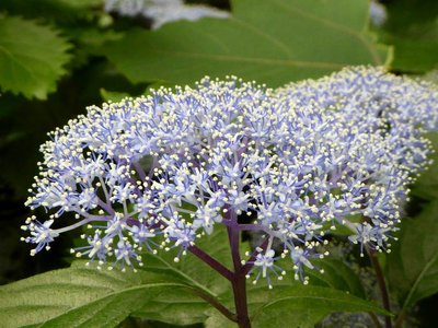 林道にはコアジサイが咲いていた