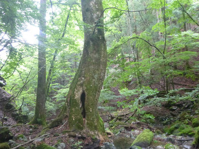 P1100609.jpg (135.17 KiB) 閲覧された回数 5142 回 シオジの大木