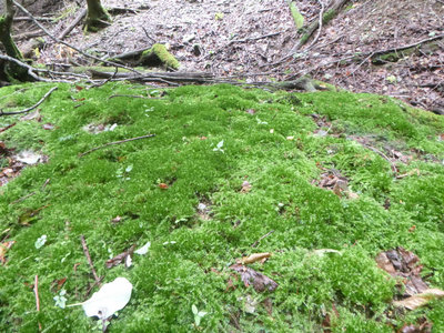 P1100596.jpg (172.51 KiB) 閲覧された回数 5142 回 梅雨に洗われて美しい苔