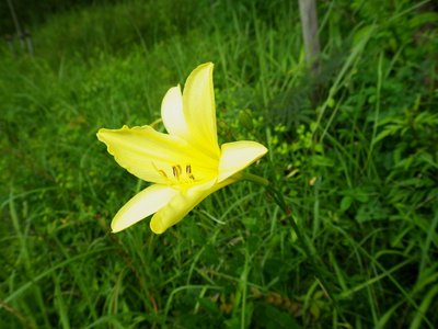 ユウスゲの花をプレゼント！