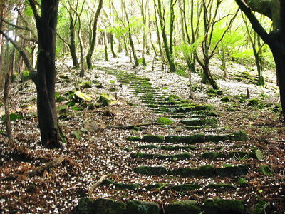 ● エゴ花が積もる、登りの石畳