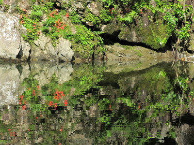 川面に映るサツキ
