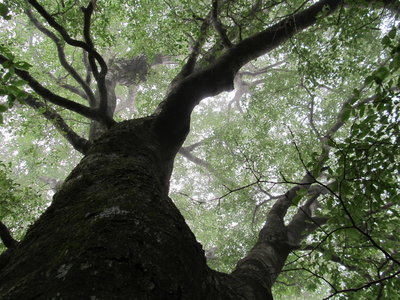 ブナかなぁ？神が憑いた木