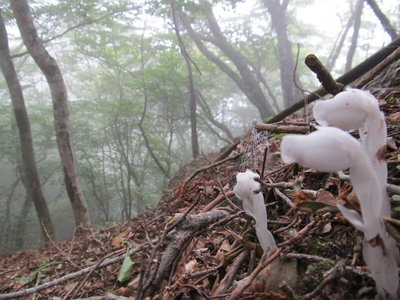 オイ見ろ!ガスが出てきたぜ！
