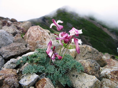 コマクサ可憐で強い花