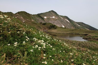 6月末の別山平－御手洗池の周辺にはハクサンイチゲのお花畑ができていた